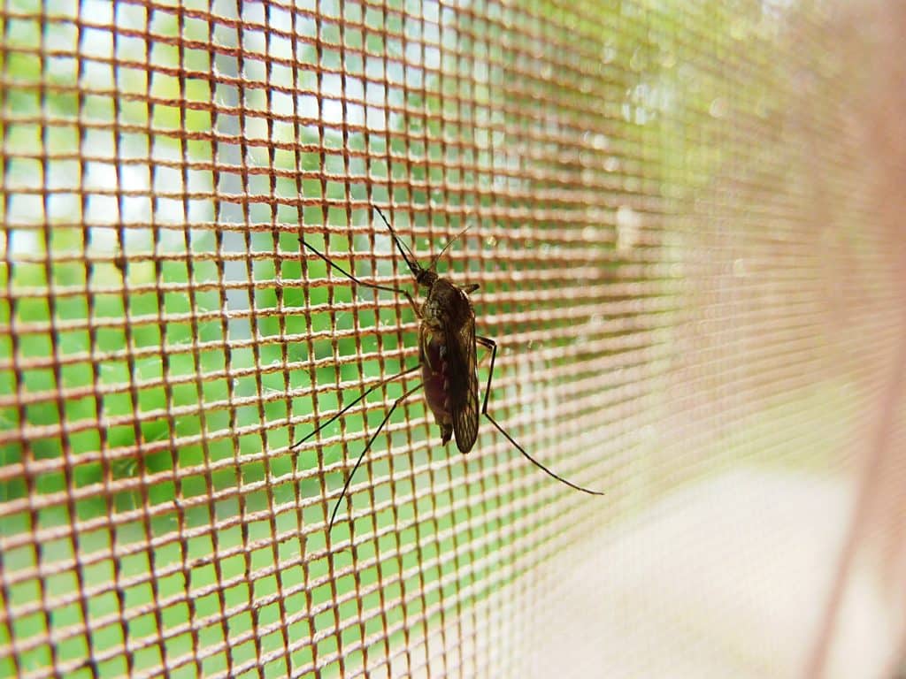 ideal pests home