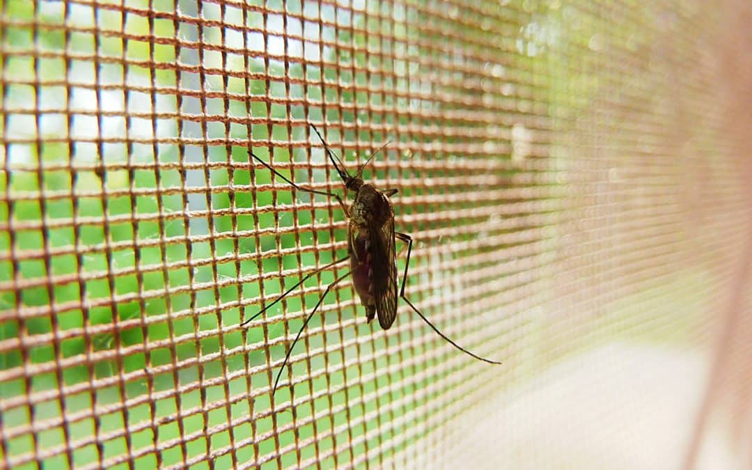 What Makes Your Home Ideal for Pest Parties