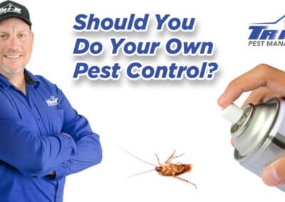 Should You Do Your Own Pest Control