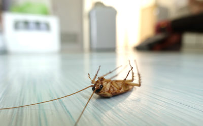 How House Pests Affect Your Health