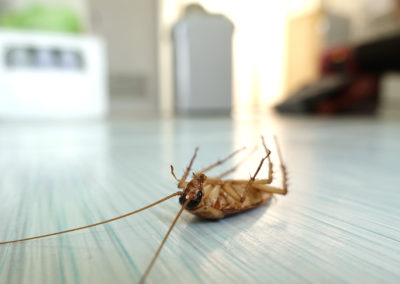 How House Pests Affect Your Health