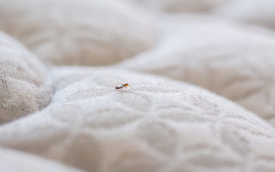 Protecting Yourself from Bed Bugs