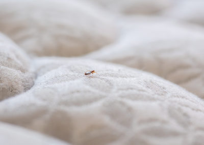 Protecting Yourself from Bed Bugs