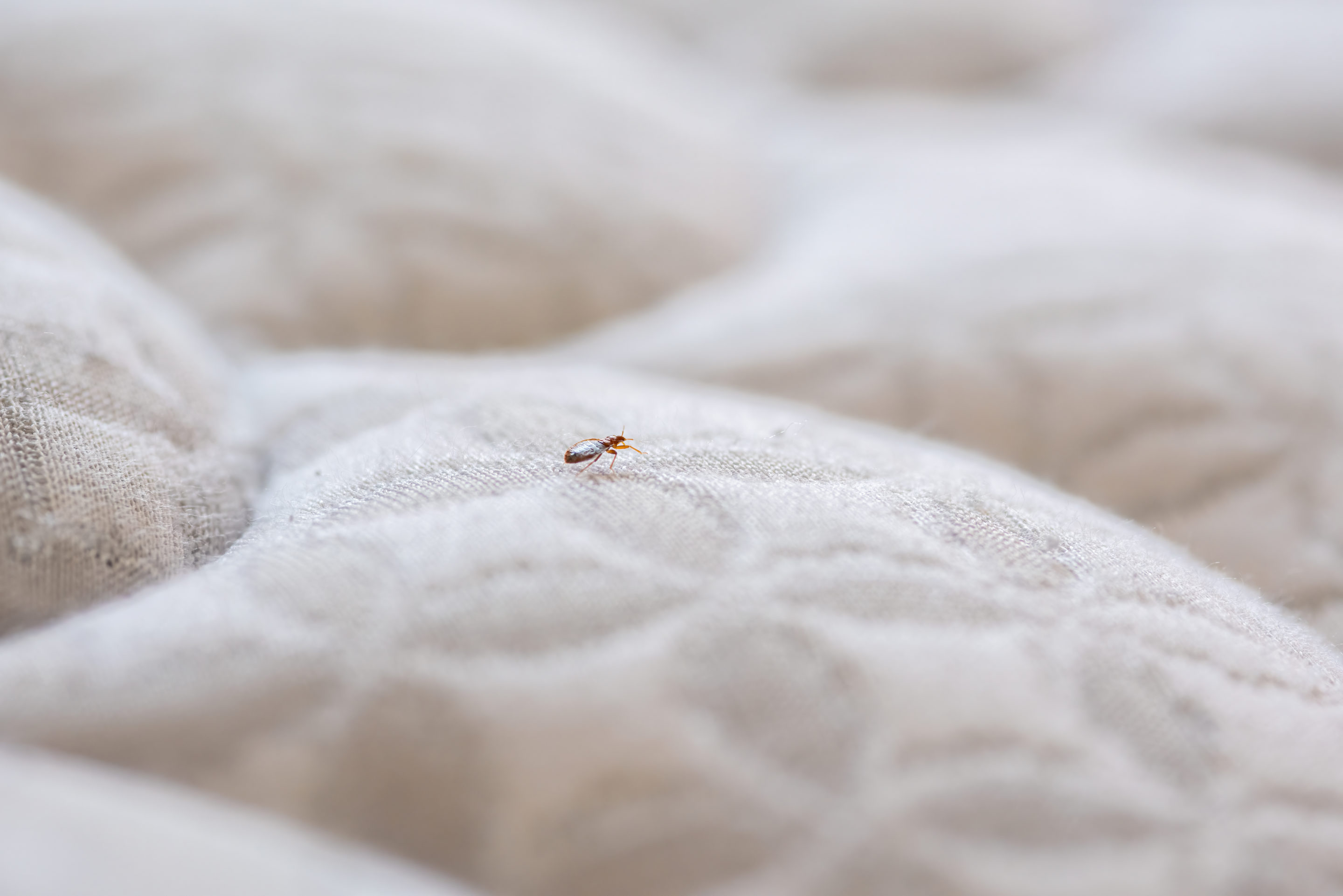 protecting yourself from bed bugs