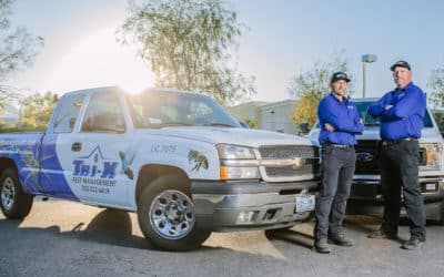 Searching For Pest Control Near Me? Look No Further
