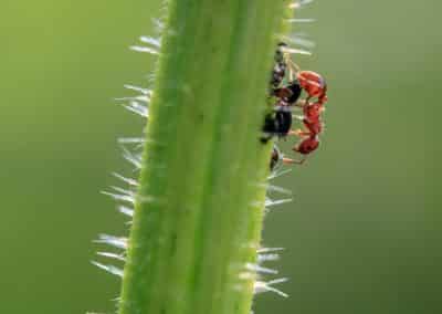 Why Changes in Weather Means Changes in Pests