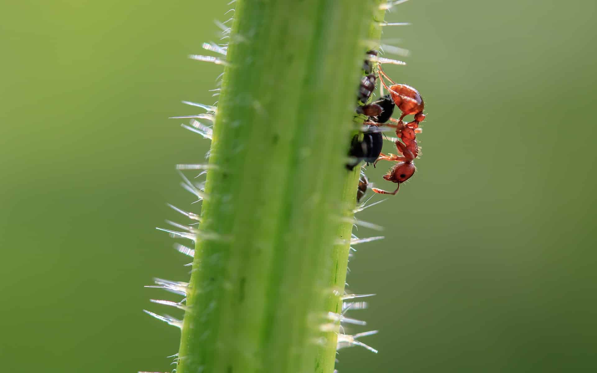 brown wegameise insect