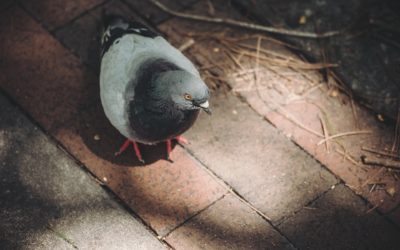 5 Reasons You Need Pigeon Control and Removal