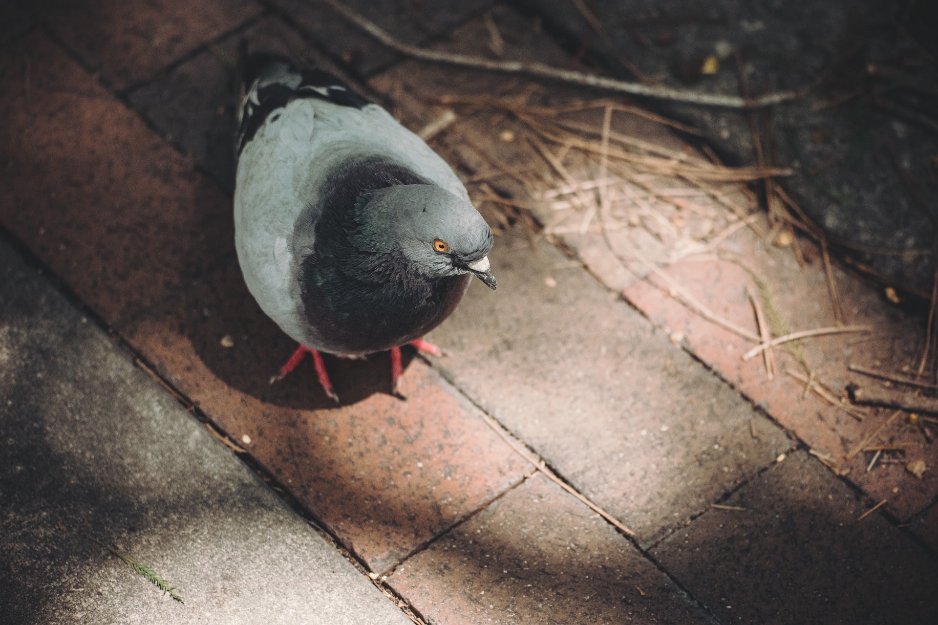 pigeon control and removal