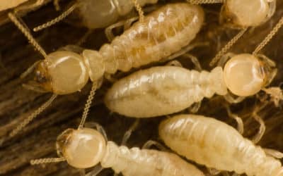 Terminating Termites