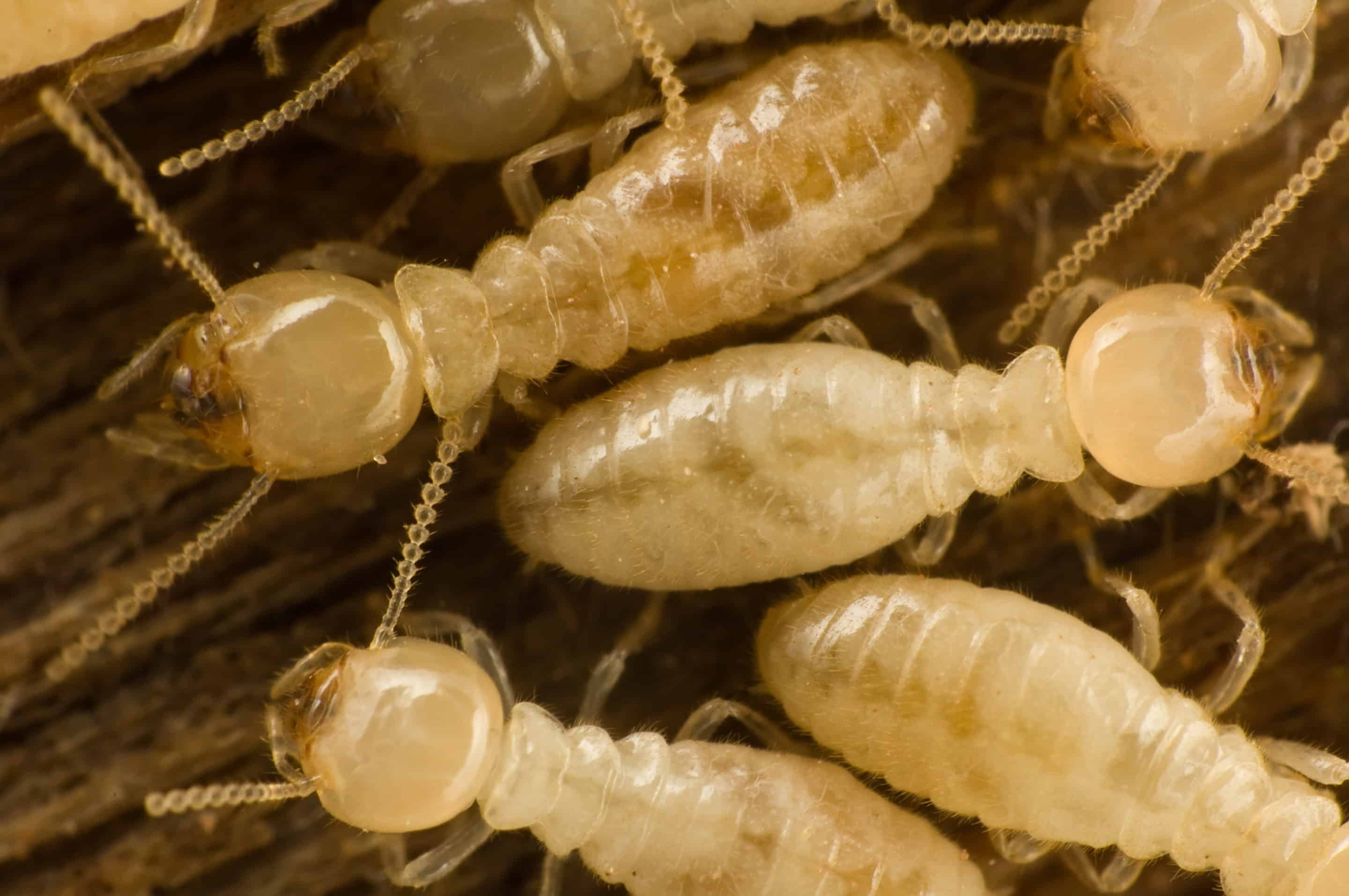 terminating termites