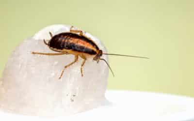 Living With Pests and The Health Problems They Cause
