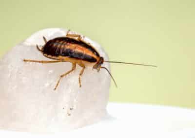 Living With Pests and The Health Problems They Cause