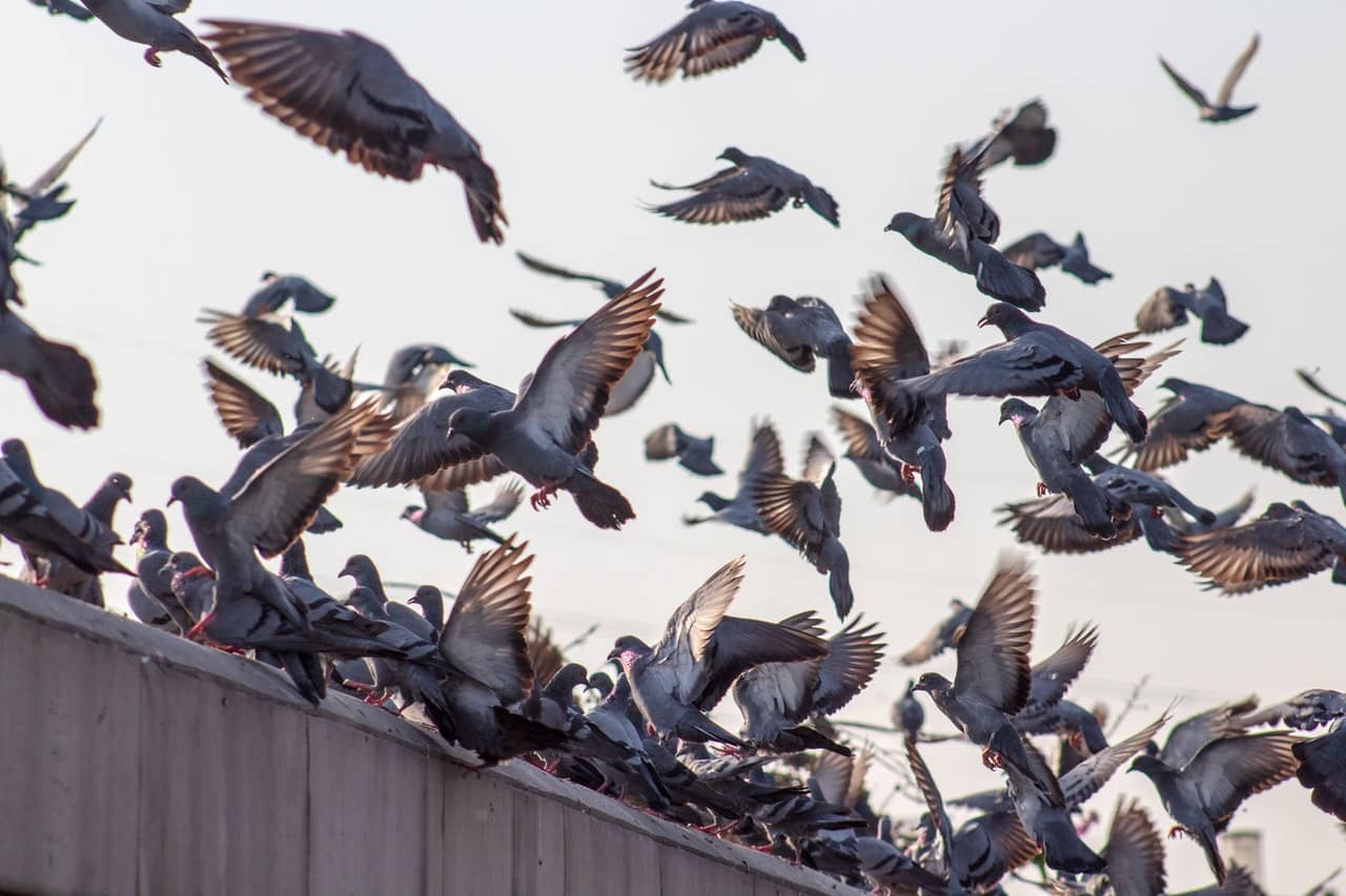 pesky pigeons facts