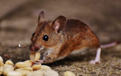 Rodent Risks and Potential Problems