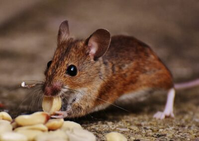 Rodent Risks and Potential Problems