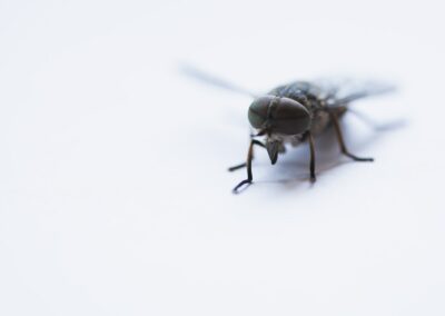 Searching For Pest Control Near Me? Look No Further