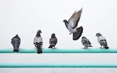 How To Get Rid of Pigeons For Good