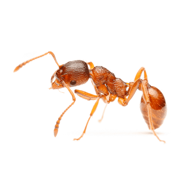 Las Vegas Ant Control Services