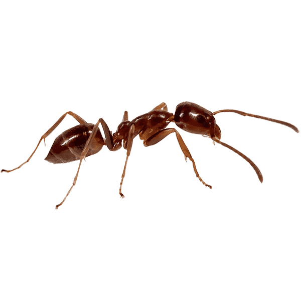 Las Vegas Ant Control Services