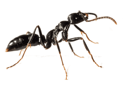 Have Carpenter Ants in Your Las Vegas Home? Here’s What Not to Do