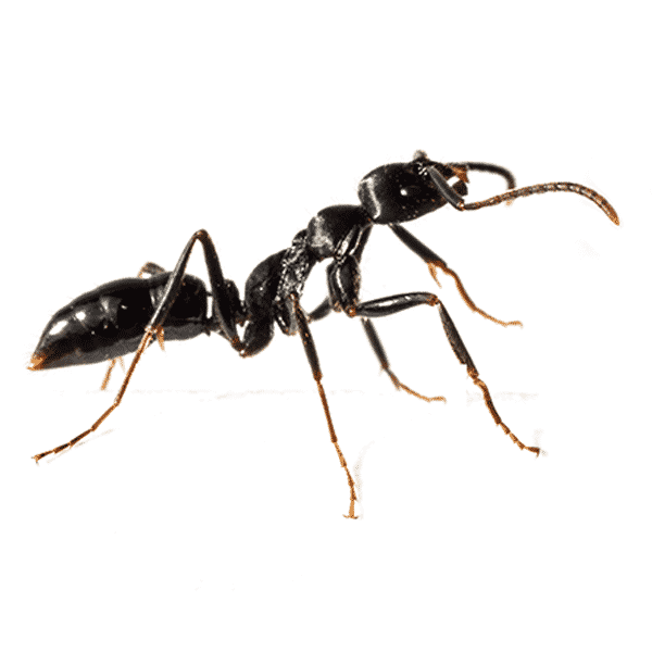 common carpenter black ant