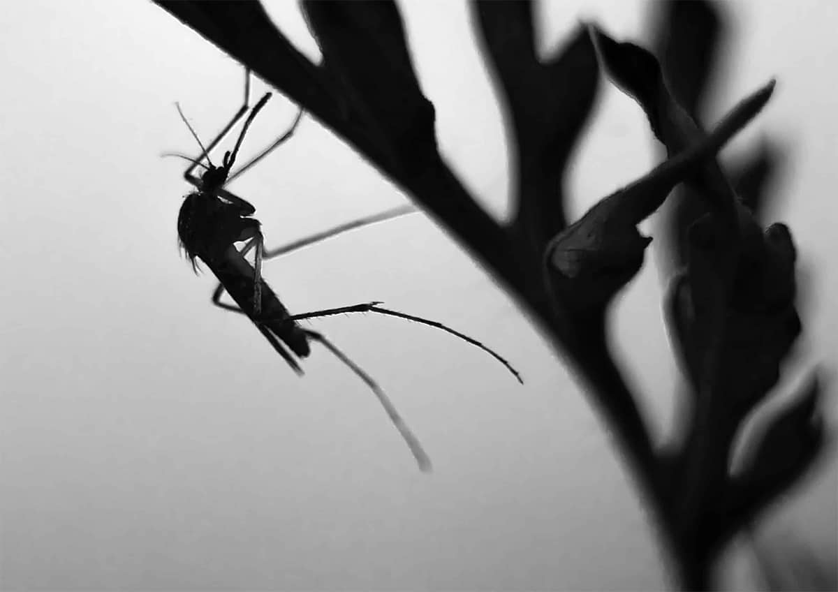 bug crawling on a branch black and white