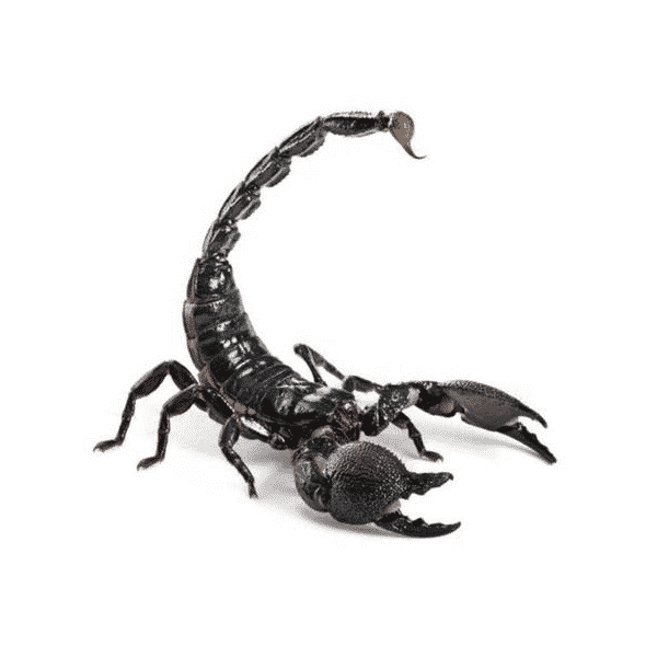 Emperor-scorpion