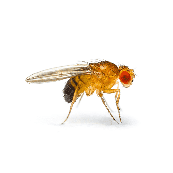 Fruit-Fly Fruit-Fly