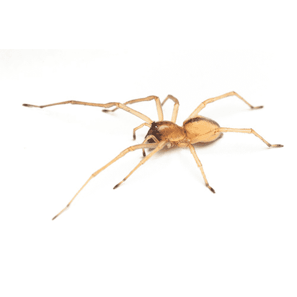 Yellow-Sac-Spider Yellow-Sac-Spider