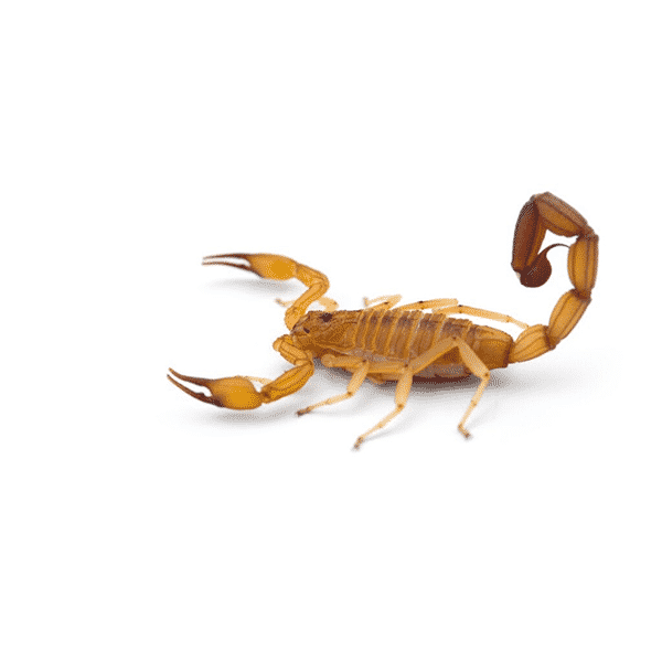 bark scorpion pest control