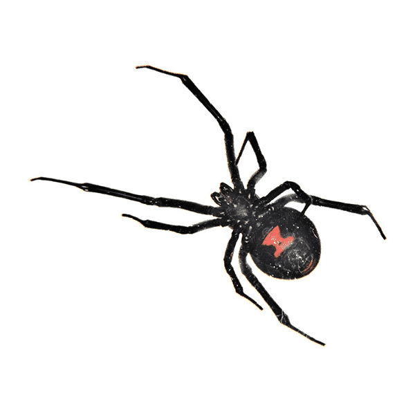 black widow pest control
