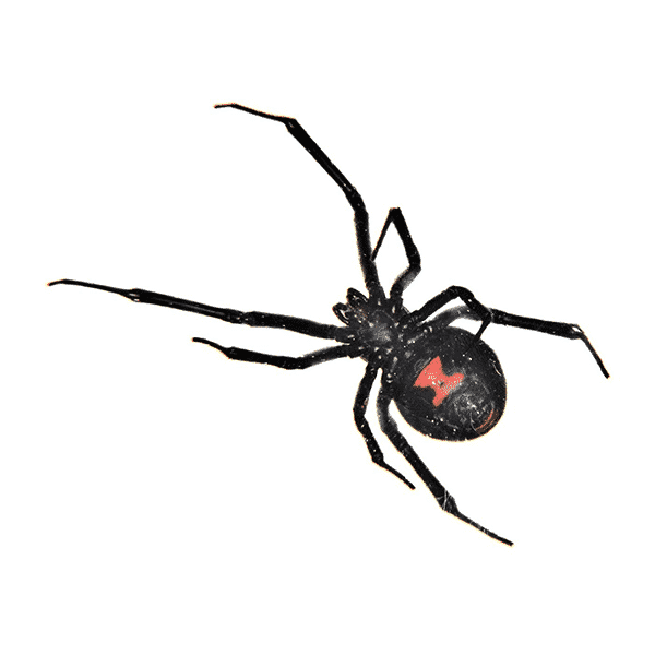 blackwidow black widow pest control