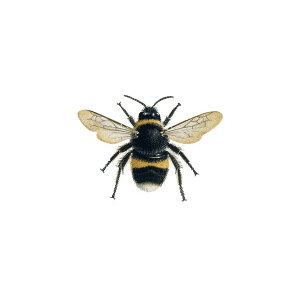 bumblebee bumble bee