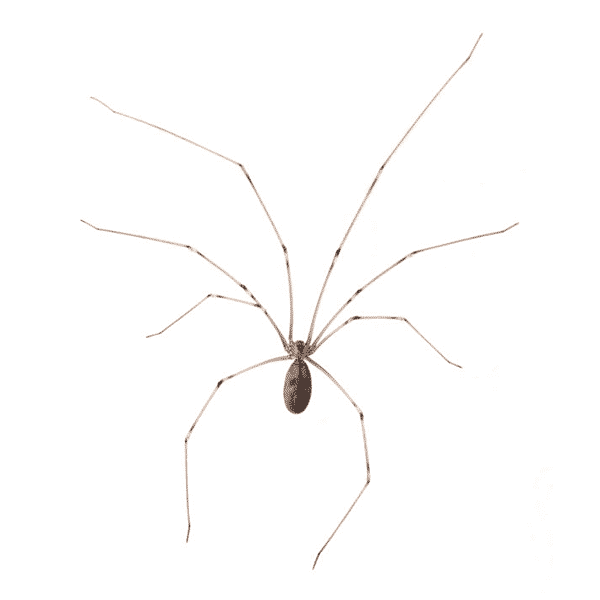 cellar spider