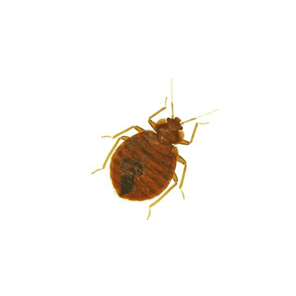 Common Bed Bug