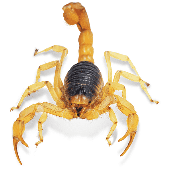 desert hairy scorpion