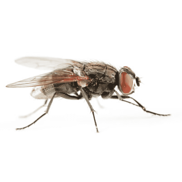 Can Pest Control Get Rid of Flies