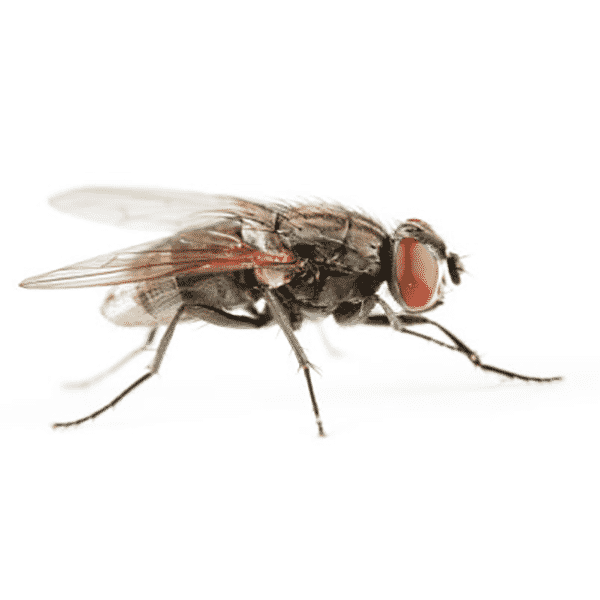 house-fly house-fly