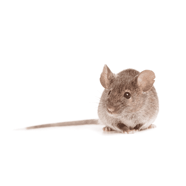 field mouse rodent pest control service