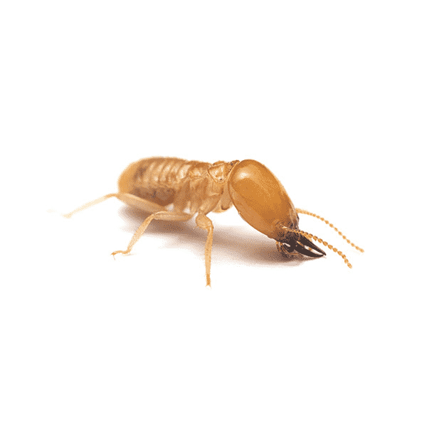 nevada dampwood termite