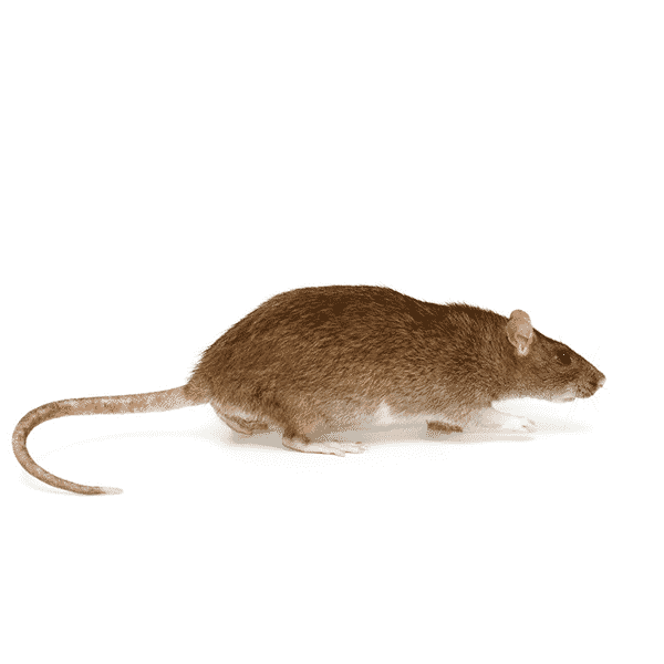 norway rat rodent pest control