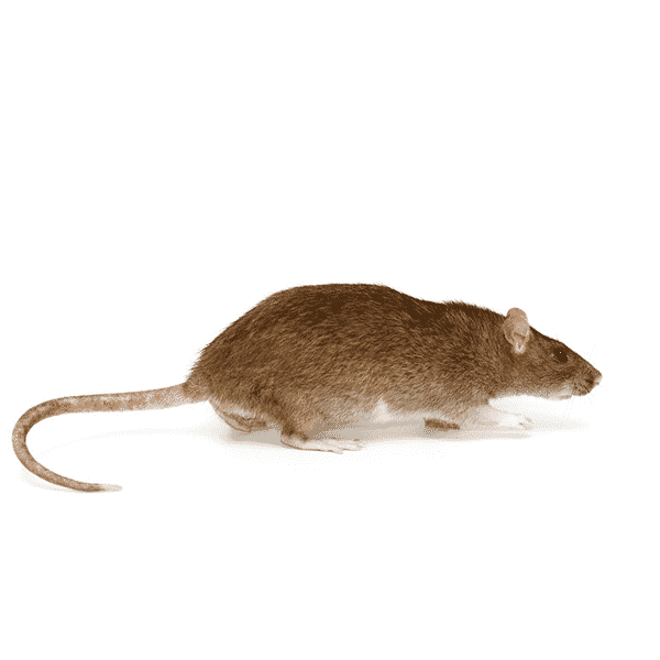 norway-rat norway rat rodent pest control