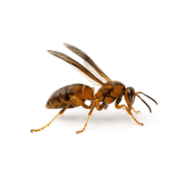 paper-wasp paper wasp