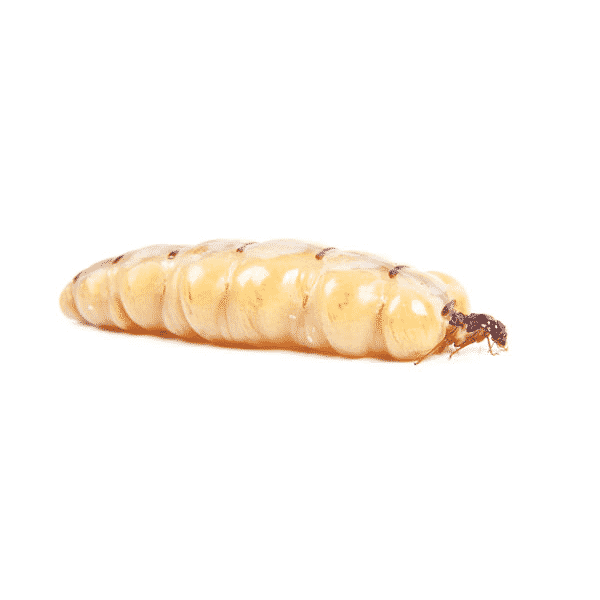 queen-termite queen termite