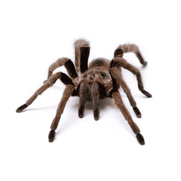 tarantula_spider desert tarantula las vegas