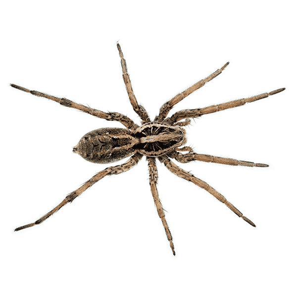 wolf spider