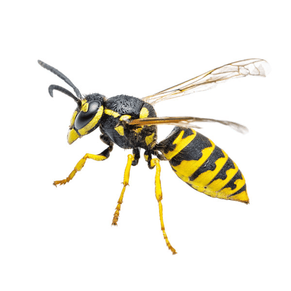 yellow jacket wasp