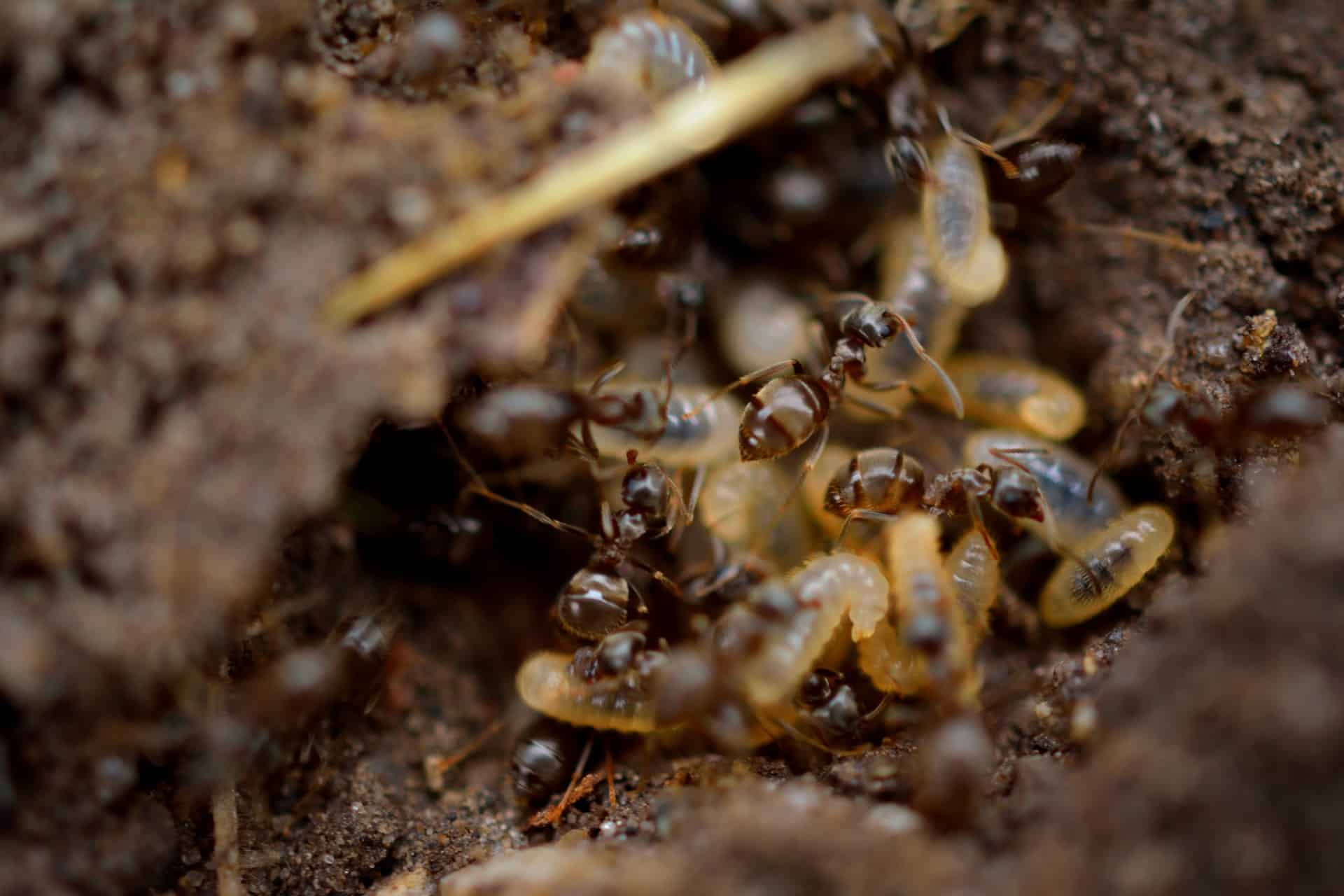 termite inspection pest control