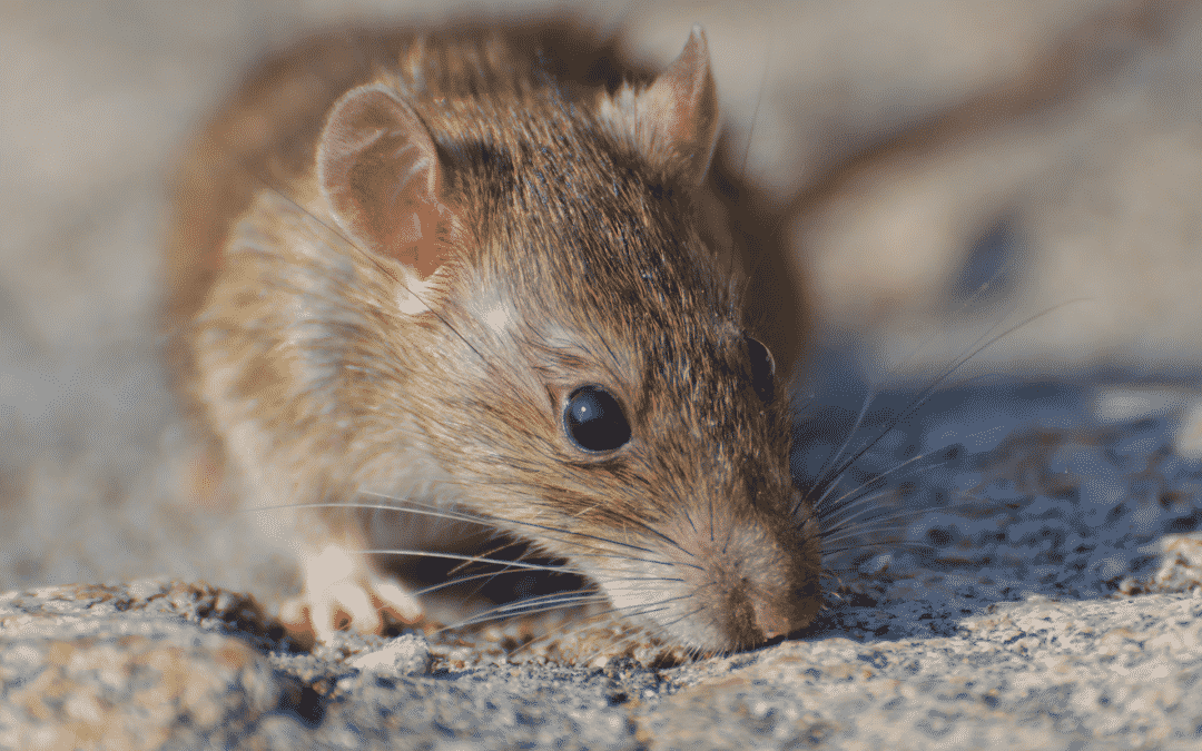 5 Reasons You Need Rodent Control